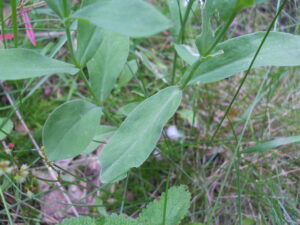 Silene rigonfia