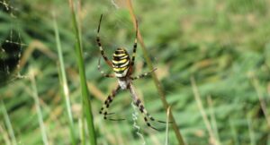 scheda sugli invertebrati