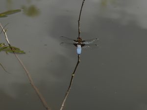 Libellula depressa