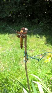 Libellula depressa