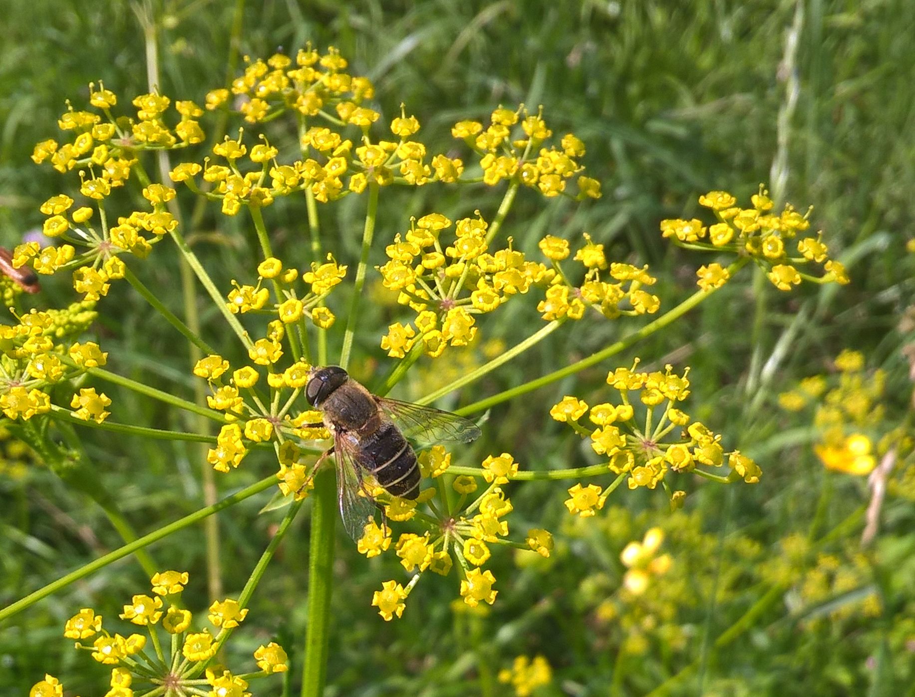 Pastinaca