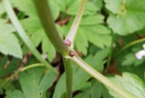 cardamine bulbifera