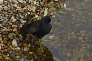 Gallinula chloropus