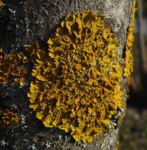 lichene giallo