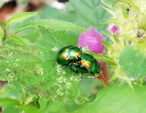 La Chrysolina fastuosa vive sulle canapette