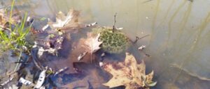 Ovature di rana nel nuovo stagno di Cislago