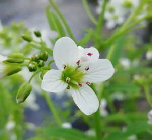 dettaglio del fiore