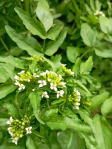 fioritura nel Buzzun di Rodero