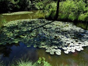 Stagno della Ca' Bianca: ninfee